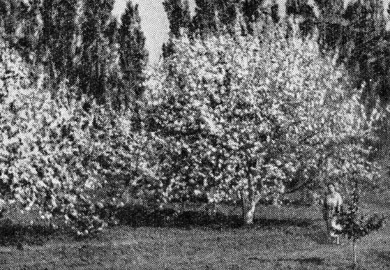 Рис. 9. Деревья сорта Золотой нолик на 17-й год после посадки