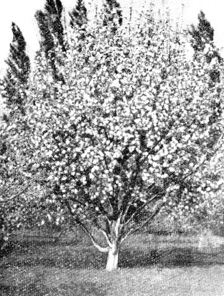 Рис. 11. Деревья сорта Кронсельское прозрачное на 17-й год после посадки