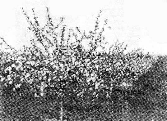 Рис. 13. Деревья сорта Пепин литовский на 11-й год после посадки