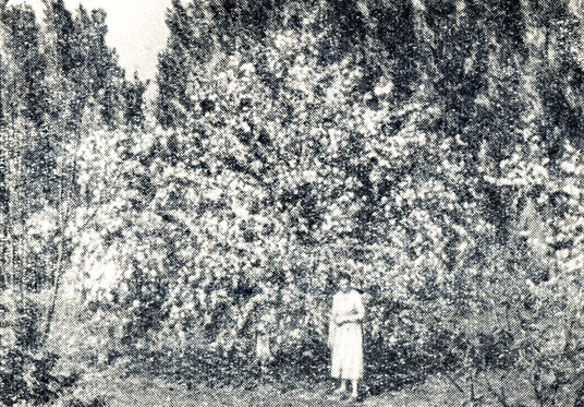 Рис. 23. Дерево Элитного сеянца № 25 на 17-й год после посадки