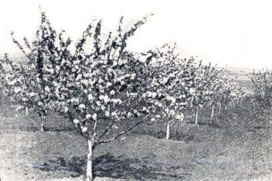 Рис. 25. Деревья сорта Яндыковское на 11-й год после посадка