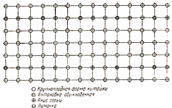 Рис. 26. Схема закладки маточно-семенного сада