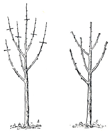 Рис. 40. Двухлетка яблони, сформированная по ярусной системе: А - до обрезки; Б - после обрезки