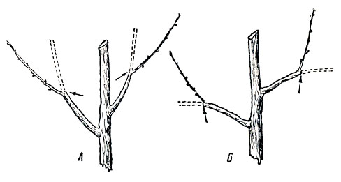 Рис. 41. Результаты обрезки дерева на наружную (А) и внутреннюю почку (Б). Пунктиром показано прежнее направление роста