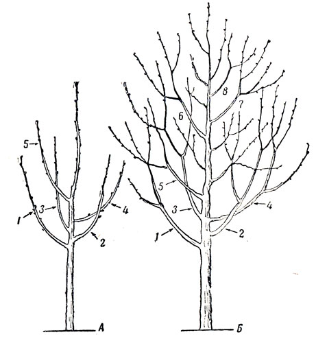 Рис. 47. Формирование кроны яблони по пятисучной системе: А - в питомнике; Б - в саду