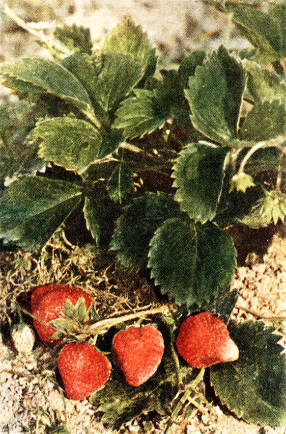 Таблица II. Первая весенняя розетка сеянца № 2. Снимок сделан 16 августа 1957 года