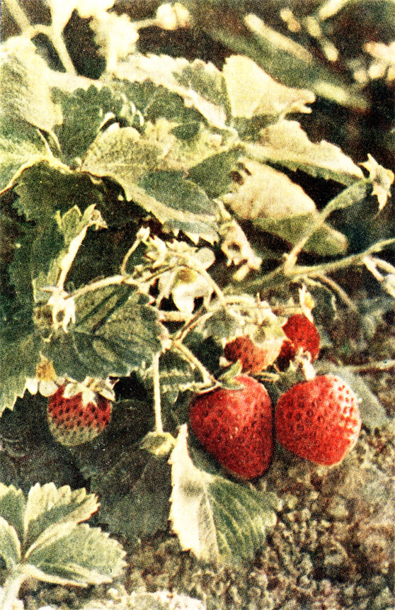 Таблица III. Сеянец № 3 (посев семян в феврале 1957 года от плодов 1956 года, снятых в октябре). Снимок сделан 26 августа 1957 года