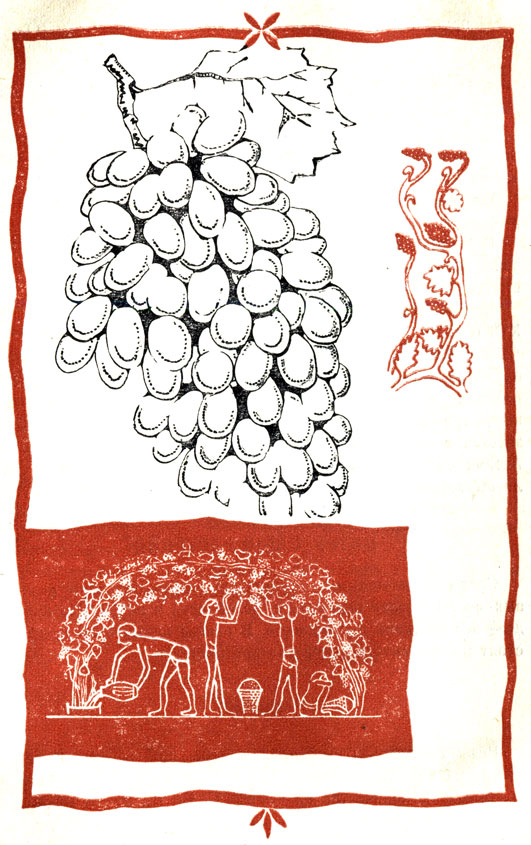 На данном рисунке показано, как древние греки перерабатывали виноград на вино и другие продукты