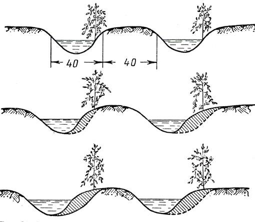 Рис. 30. Схема перемещения растений из борозды в гребень при нарезке поливных борозд