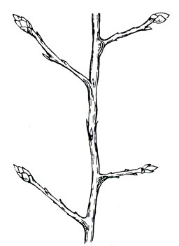 Рис. 2. Ветви голубики высокой с цветными и листовыми почками (фото В. Гузевски)