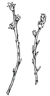 Рис. 3. Развивающиеся с цветочные и листовые почки (фото В. Гузевски)