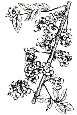 Рис. 5. Часть плодоносящей ветви сорта Блурэй (фото Б. Гузевски)