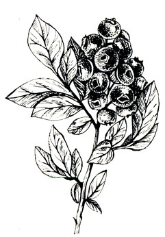 Рис. 6. Кисть ягод сорта Ранкокас (фото В. Гузевски)