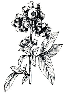 Рис. 7. Кисть ягод сорта Блурэй (фото В. Гузевски)