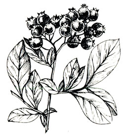Рис. 9. Кисть ягод сорта Джерси (фото В. Гузевски)