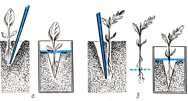 Рис. 54. Пикировка рассады капусты (а) и томатов (б)