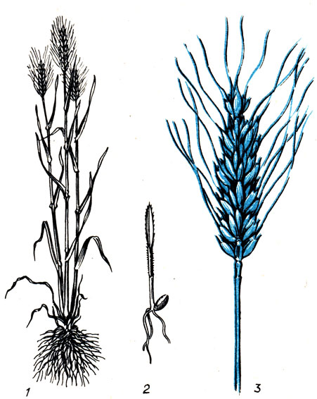 Рис. 76. Пшеница.	1 - общий вид растения; 2 - проросток; 3 - колос.	