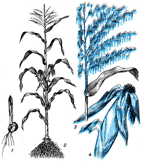Рис. 78. 1 - проросток; 2 - общий вид растения; 3 - метелка; 4 - початок.	