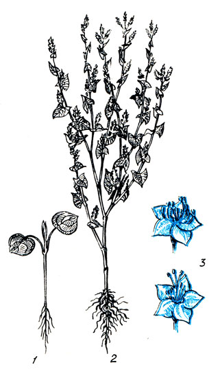 Рис. 79. 1 - проросток; 2 - общий вид растения; 3 - метелка