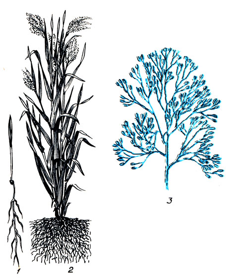 Рис. 80. Просо: 1 - проросток; 2 - общий вид растения; 3 - метелка.	
