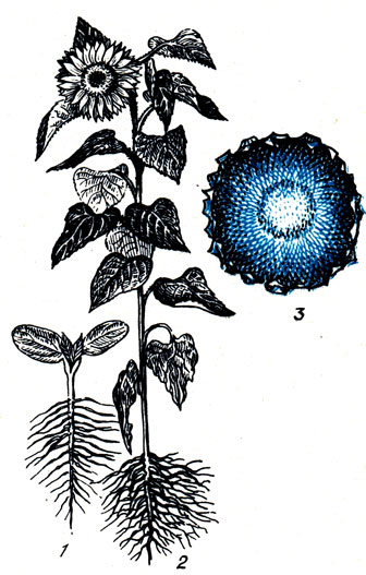 Рис. 83. Подсолнечник; 1 - проросток; 2 - общий вид растения; 3 - зрелая корзинка