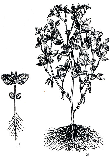 Рис. 84. Соя: 1 - растение в фазе первого тройчатого листа; общий вид растения; 3 - зрелые бобы