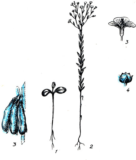 Рис. 85. Лендолгунец: 1 - проросток; 2 - общий вид растения; 3 - цветок в разрезе; 4 - плод