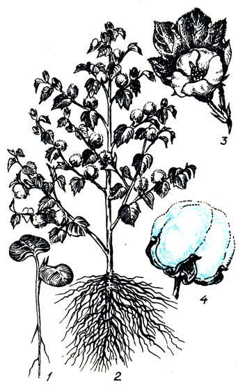 Рис. 86. Хлопчатник: 1 - проросток; 2 - общий вид растения; 3 - цветок и лист; 4 - зрелая коробочка