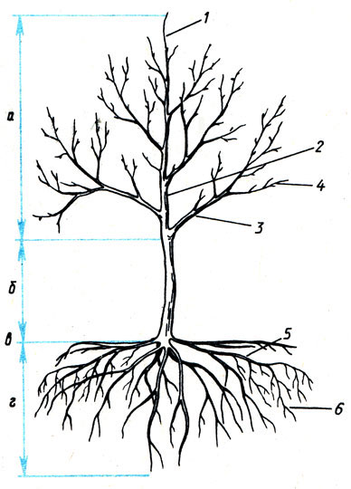 Рис. 87. Строение плодового дерева (яблоня): а - крона; б - штамб; в - корневая шейка; г - корневая система; 1 - побег продолжения; 2 - центральный проводник; 3 - скелетная ветвь; 4 - обрастающие веточки; 5 - горизонтальный скелетний корень; 6 - обрастающие корни
