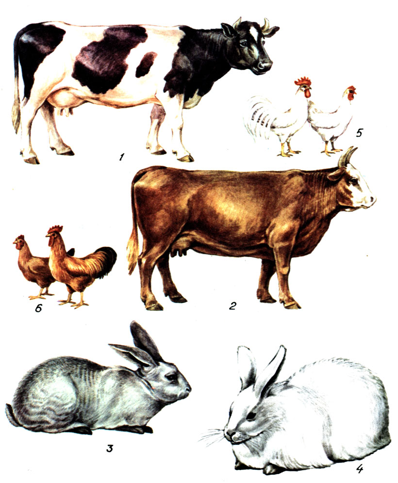 Таблида I. Сельскохозяйственные животные: 1 - корова черно-пестрой породы; 2 - корова калмыкской породы; 3 - кролик породы советская шиншилла; 4 - кролик породы белый пуховой; 5 - куры породы леггорн; 6 - куры породы родайланд