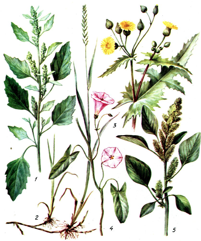 Таблица IV. Сорные растения: 1 - марь белая; 2 - пырей ползучий; 3 - осот; 4 - вьюнок полевой; 5 - щирица