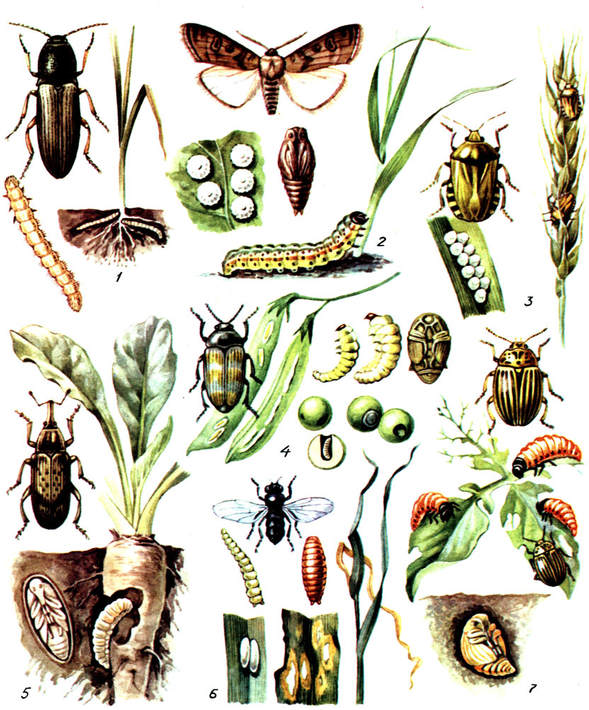 Таблица V. Вредители полевых культур: 1 - жук-щелкун; 2 - озимая совка; 3 - клоп-вредная черепашка; 4 - гороховая зерновка; 5 - свекловичный долгоносик; 6 - шведская муха; 7 - колорадский жук