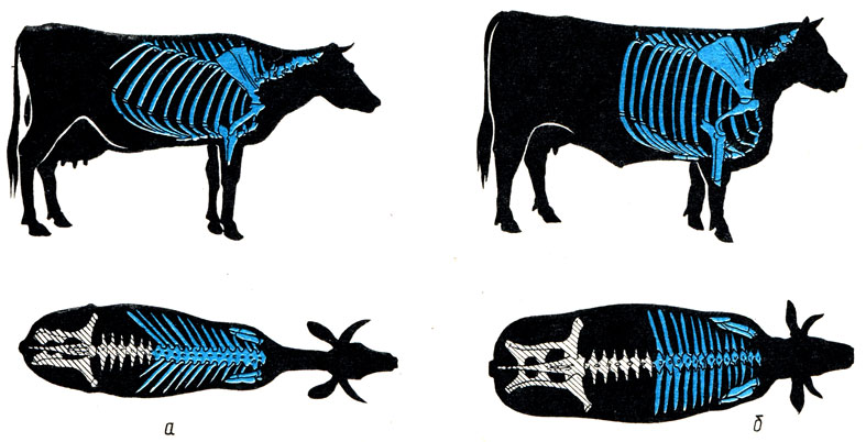 Рис. 103. Строение тела коровы: а - молочного направления продуктивности; б - мясного направления продуктивности