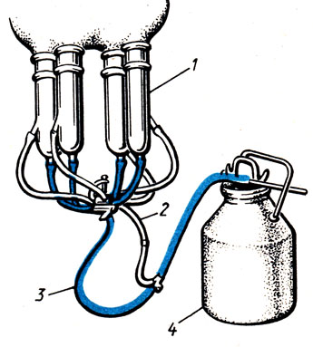 Рис. 106. Доильный аппарат 'Волга': 1 - доильные стаканы; 2 - вакуумный шланг; 3 - молочный шланг; 4 - доильное ведро