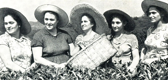 Герой Социалистического Труда Татьяна Чхаидзе (вторая слева) и ее звено