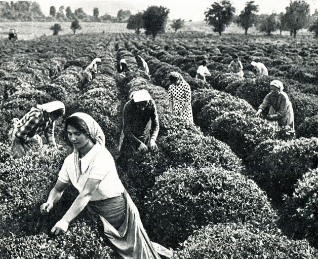 Сбор сортового чайного листа в одном из передовых хозяйств Азербайджана - совхозе имени Ш. Ахундова Ленкоранского района