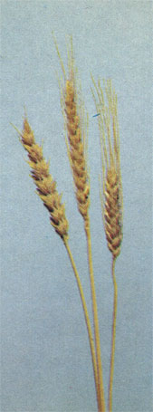 Пшеница (семейство злаковые)