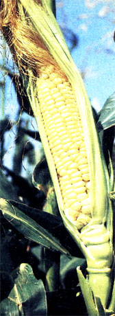 5. Кукуруза (семейство злаковые)