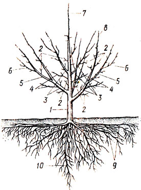 1. Строение плодового дерева: 1 - штамб; 2 - обрастающие ветви; 3 - скелетные ветви первого порядка; 4 - полускелетные ветви; 5 - скелетные ветки второго порядка; 6 - скелетные ветви третьего порядка; 7 - побег продолжения центрального проводника; 8 - побег продолжения скелетной ветви; 9 - горизонтальные корни; 10 - вертикальный корень