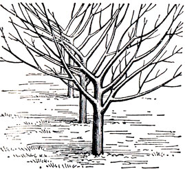 5. Канало-веерная система формирования деревьев (по Н. П. Донских)