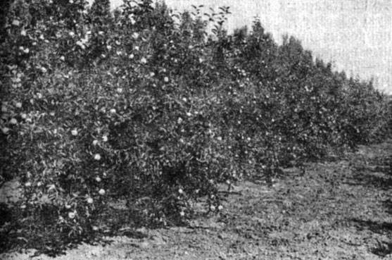 7. Насаждения яблони сорта Ренета Симиренко на подвое МЗ с уплотненным размещением деревьев