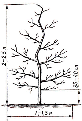 9. Крона дерева яблони, сформированного по типу стройного веретена
