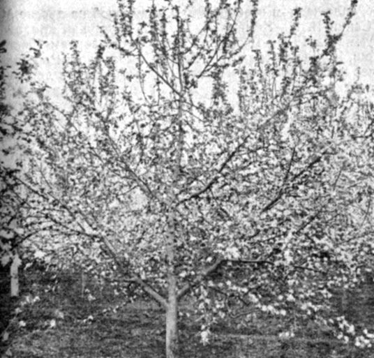 10. Цветение семилетнего дерева яблони сорта Джонатан, сформированного по типу косой пальметты с наклонными ветвями