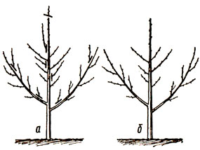 17. Обрезка и формирование деревьев с полуплоской кроной перед началом третьей вегетации:а - до обрезки; б - после обрезки