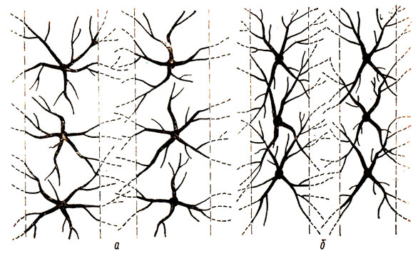 21. Ограничительная обрезка деревьев сливы в междурядьях (вид сверху): а - округлая крона; б - полуплоская крона