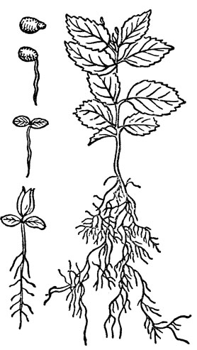 Рис. 2. Прорастание семени и корневая система сеянца яблони