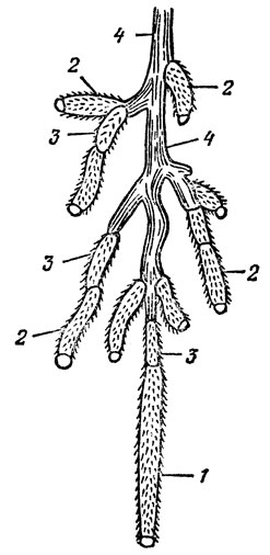 Рис. 3. Типы корней яблони: 1 - ростовые; 2 - всасывающие, или активные; 3 - переходные; 4 - проводящие