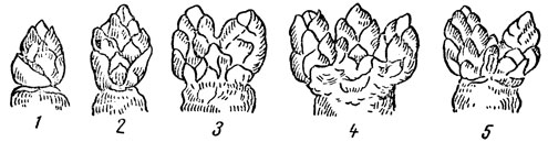 Рис. 9. Типы почек персика: 1 - вегетативная; 2 - одиночная цветковая; 3 - двойная цветковая, 4 - тройная цветковая, 5 - двойная цветковая, между ними вегетативная. По Рябову у других (смородина, крыжовник) - в нижней части; у третьих (малина, фундук) - у основания побега