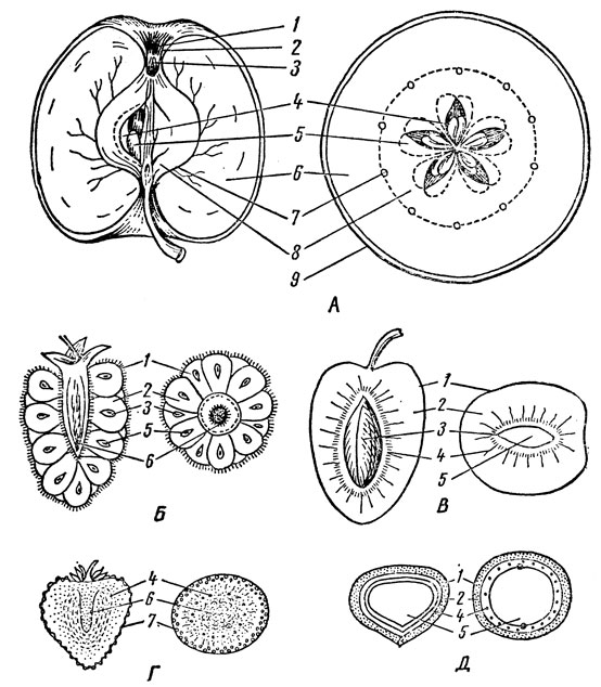 Рис. 11. Морфологическое и анатомическое строение плодов. А. Яблоня: 1 - чашелистики чашечки; 2 - остатки тычинок; 3 - остаток пестика; 4 - внутренняя мякоть (эндокарпий); 5 - семена; 6 - средняя мякоть (мезокарпий); 7 - кольцо сосудов; 8 - сердцевина; 9 - внешняя мякоть (экзокарпий); Б. Малина. В. Слива. Г. Земляника. Д. Орешник; 1 - экзокарпий; 2 - мезокарпий; 3 - эндокарпий; 4 - сосуды; 5 - семя; 6 - разросшееся цветоложе; 7 - плодики-орешки