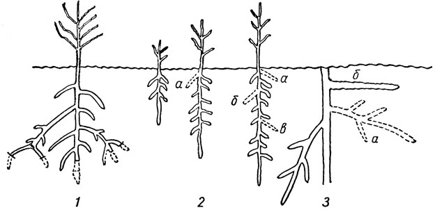 Рис. 14. Типы и характер роста и отмирания корней яблони (схема): 1 - отмирание концов корней; 2 - отмирание боковых корней (а, б, в); 3 - отмирание сетки корней (а) и появление новых корней (б)